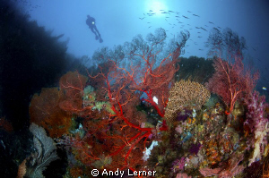 Watching over the reefs by Andy Lerner 